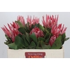 Protea Cynaroides Claire