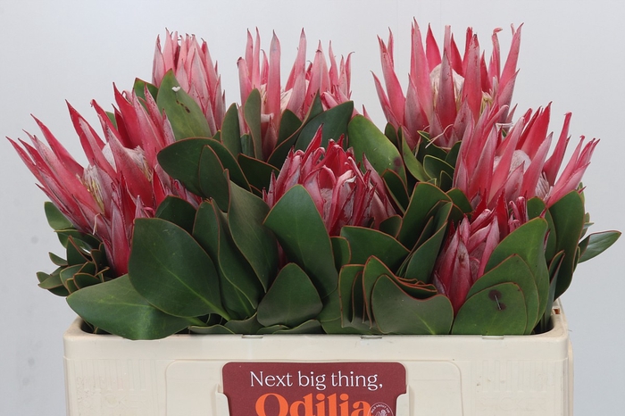 Protea Cynaroides Claire