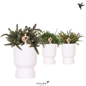 Kolibri Greens Rhipsalis mix in Diabolo pot white