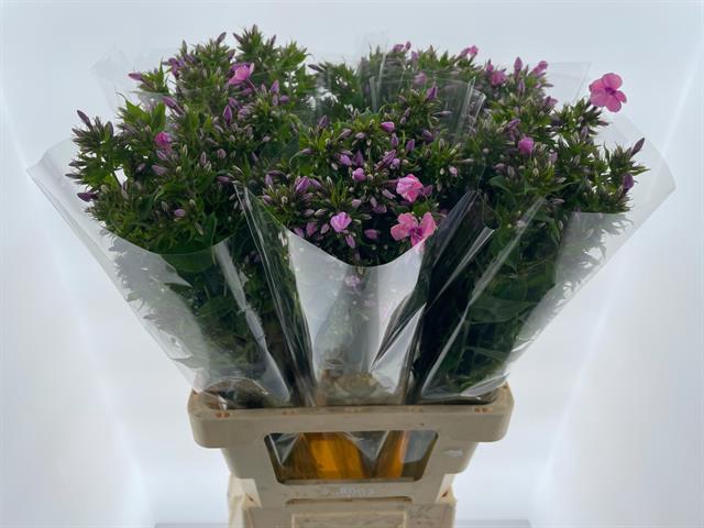 <h4>PHLOX P WINDSOR</h4>