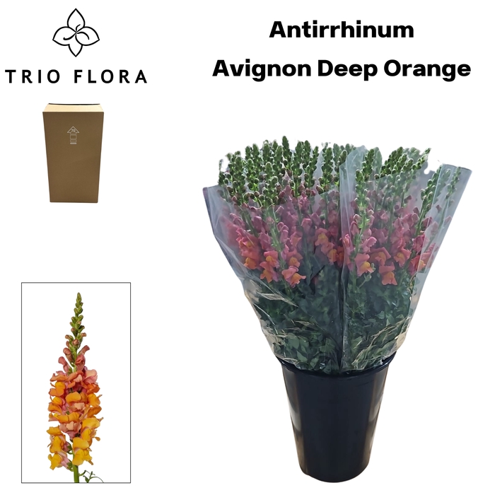 <h4>ANTIR AVIGNON D ORAN Aqua Box 120</h4>