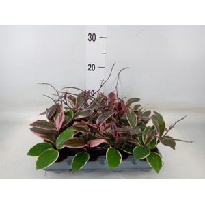 Hoya carnosa 'Floraganza Flamingo'