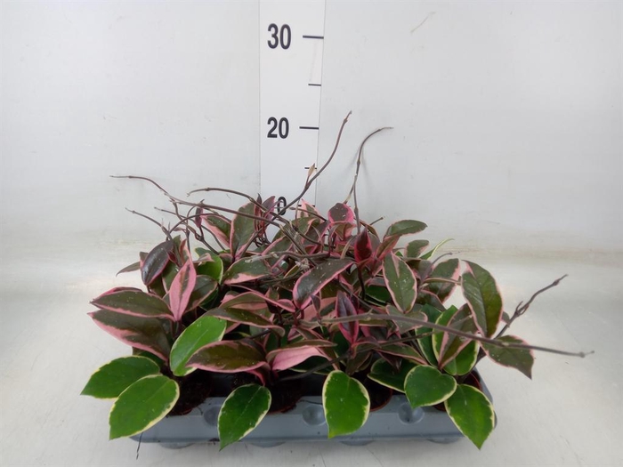 <h4>Hoya carnosa 'Floraganza Flamingo'</h4>