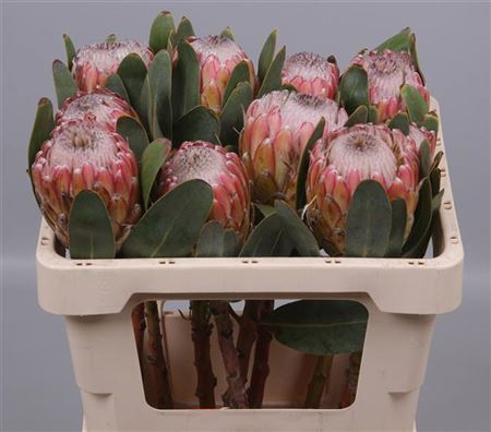 PROTEA SUSARA