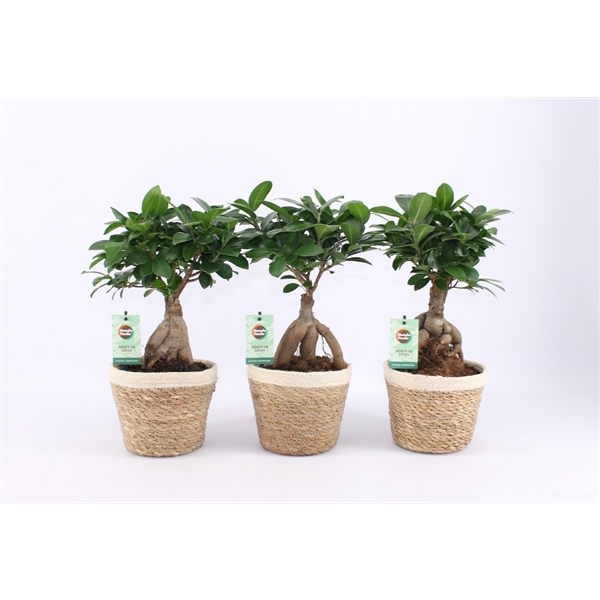 <h4>Ficus Ginseng in Noah Korb</h4>