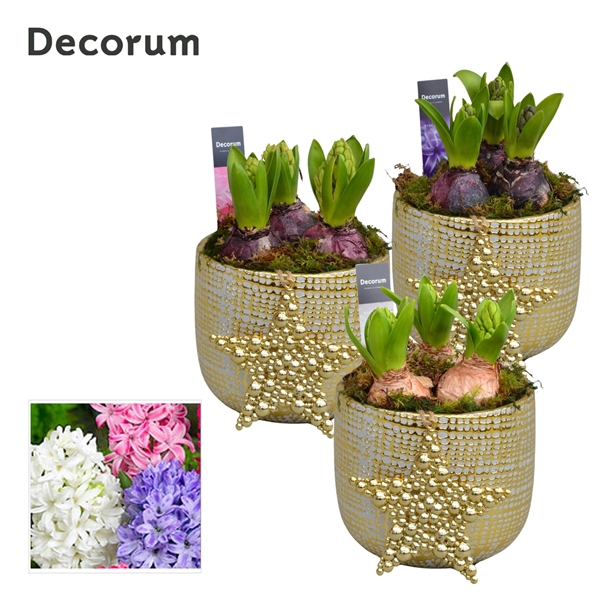 <h4>Arrangementen Hyacinthus 6%</h4>