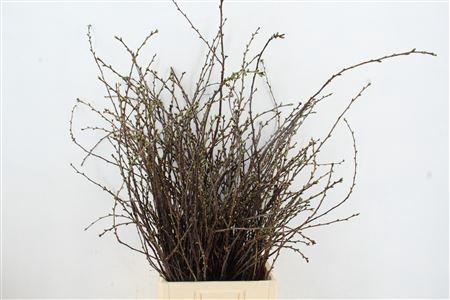 <h4>Kersenbloesem Per Bunch</h4>