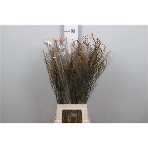 Crocosmia Bes (van Lucifer)