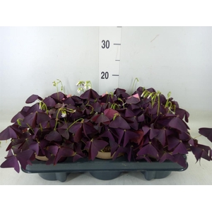 Oxalis trian. 'Mijke'