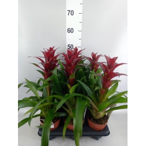 Guzmania  'Nextara'