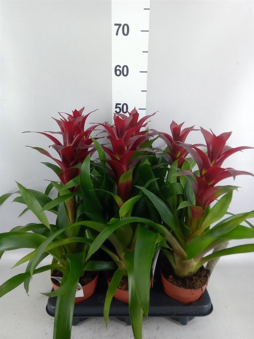 <h4>Guzmania  'Nextara'</h4>