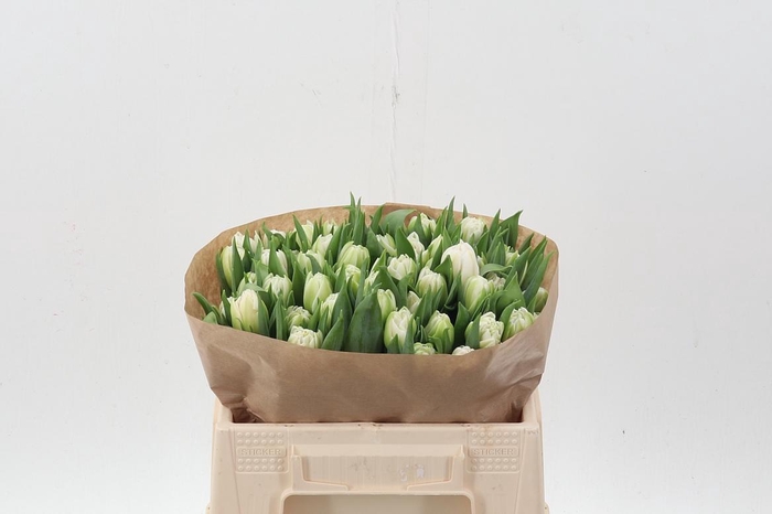 <h4>Tu Du Foxtrot</h4>