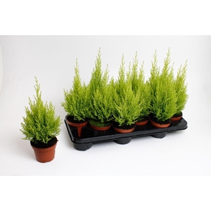 Cupressus macr. Goldcrest Wilma