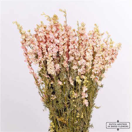 DRIED DELPHINIUM L. PINK BUNCH