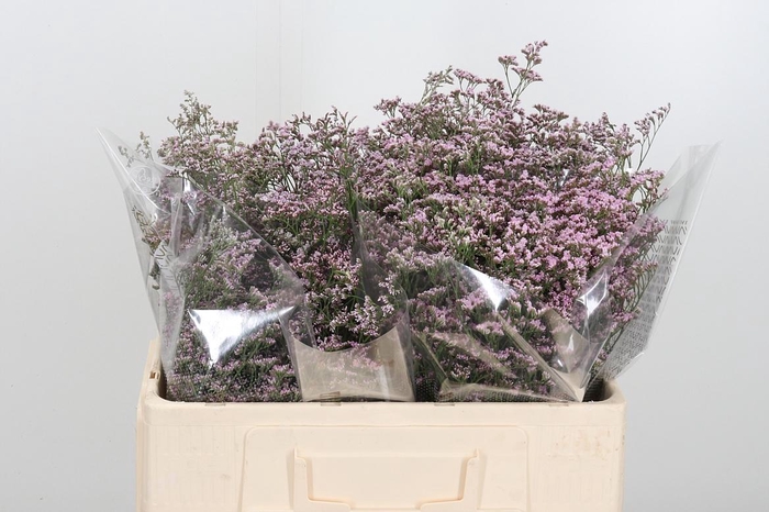 <h4>Lim Saf Oshi Pink</h4>