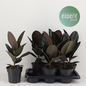 Ficus Abidjan 17Ø 55cm 1pp