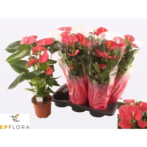 ANTHU AN ARISA PINK