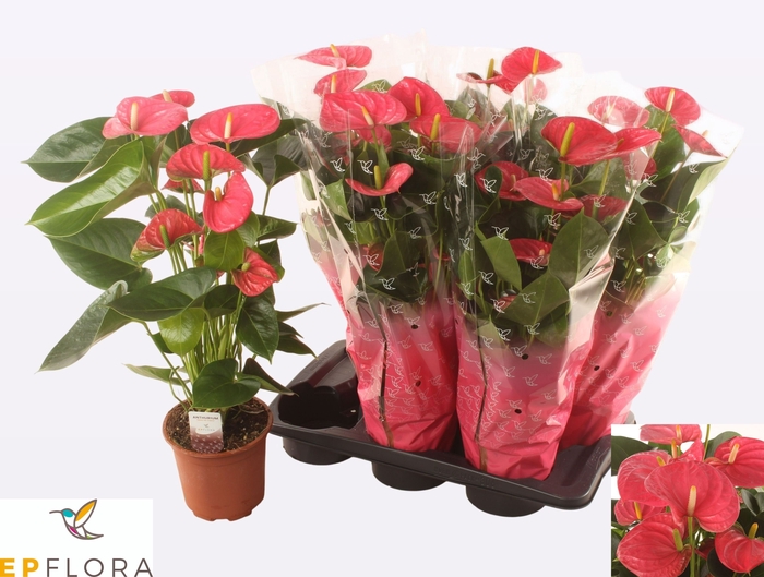 <h4>ANTHU AN ARISA PINK</h4>