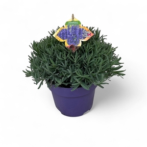 Lavandula angustifolia 'Hidcote' C3