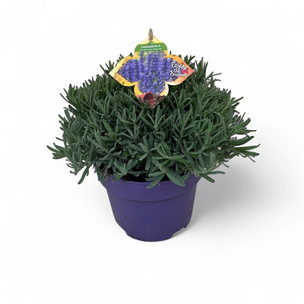 <h4>Lavandula angustifolia 'Hidcote' C3</h4>