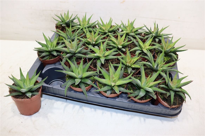 Haworthia F Concolor