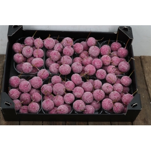 Waxmalus Gl Fuchsia