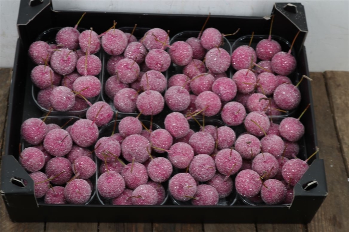 <h4>Waxmalus Gl Fuchsia</h4>