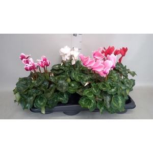 Cyclamen GR 'XL'