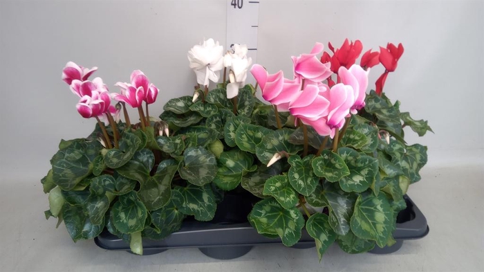 <h4>Cyclamen GR 'XL'</h4>
