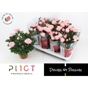 Potroos Infinity Princess P14 Amorosa