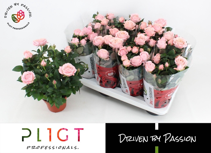 <h4>Potroos Infinity Princess P14 Amorosa</h4>