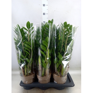 Zamioculcas zamiifolia