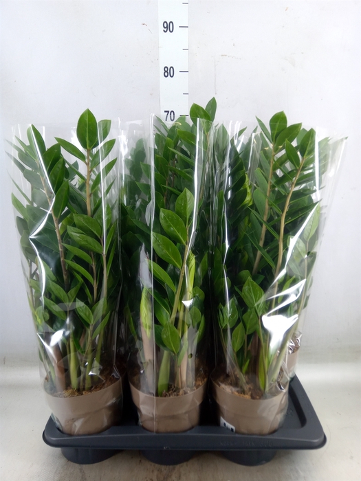 <h4>Zamioculcas zamiifolia</h4>
