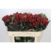 Hypericum True Romance