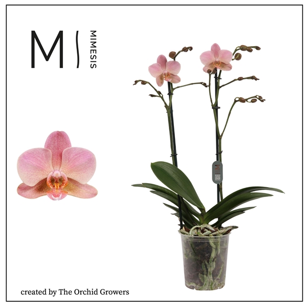 <h4>Mimesis Phal. Treviso - 2 spike 12cm</h4>