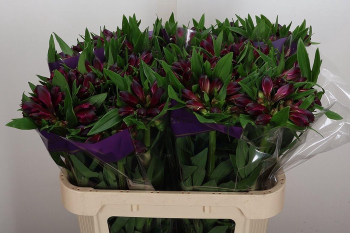 <h4>Alstr Kamala 105gr</h4>