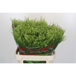 Lepidium Green Dragon
