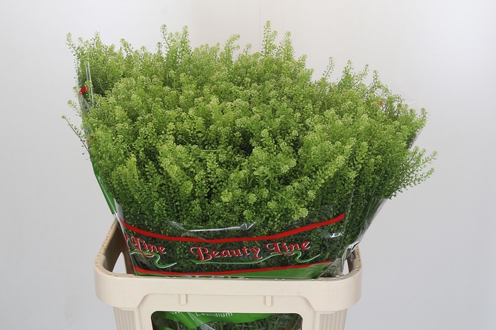 Lepidium Green Dragon