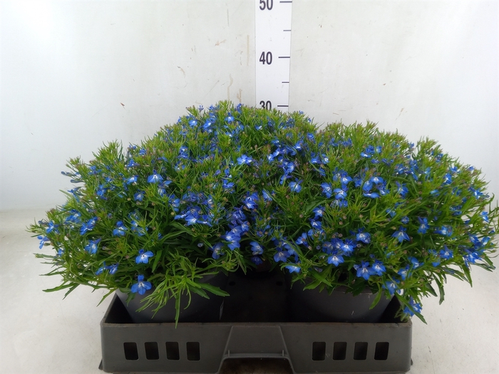 <h4>Lobelia erin. 'Techno Heat Up Blue'</h4>