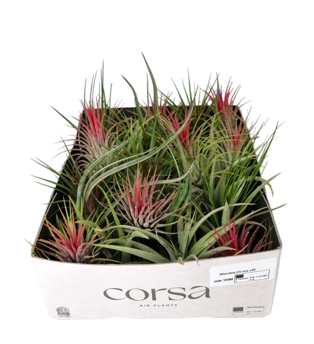 <h4>Tillandsia CS mix X30</h4>