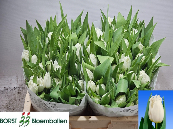 <h4>TU FR NORTH POLE</h4>