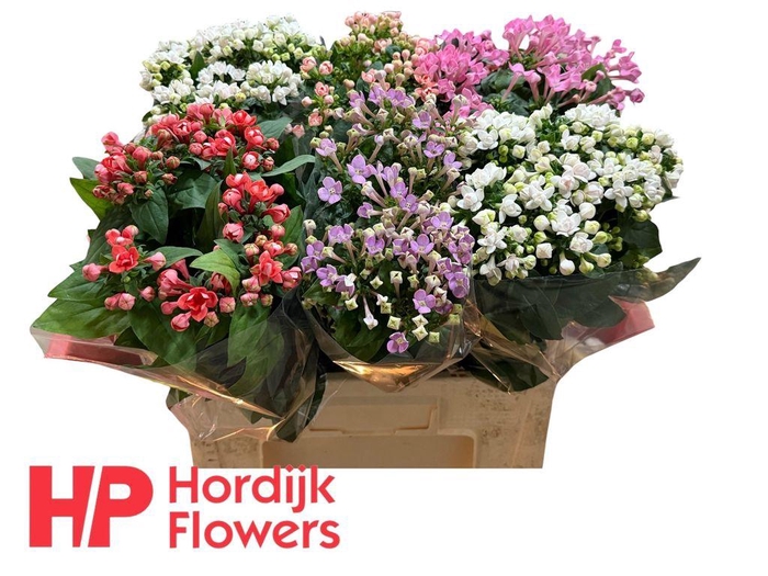 <h4>Bouvardia do mix</h4>