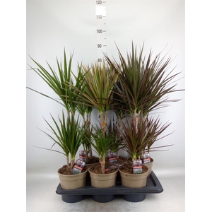 Dracaena   ...mix