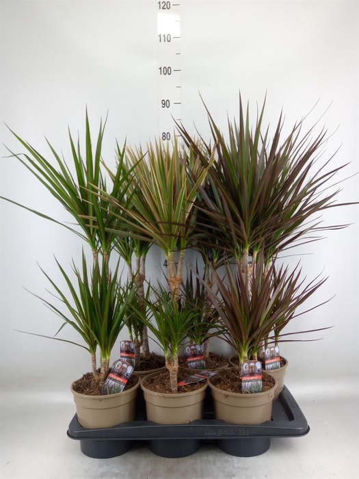 <h4>Dracaena   ...mix</h4>
