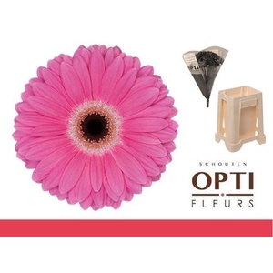 Gerbera Dreamer Water