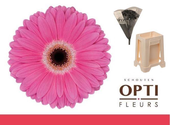 <h4>Gerbera Dreamer Water</h4>