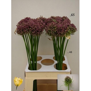 ALLIUM HAIRY FRIEND