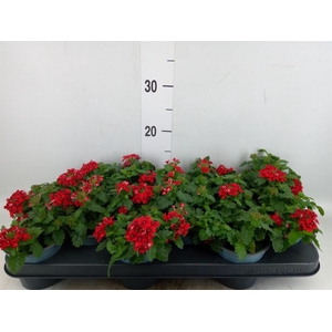 Verbena  'Lascar Red'