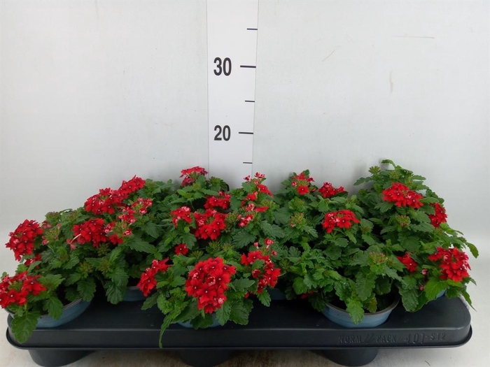 <h4>Verbena  'Lascar Red'</h4>