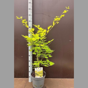 ACER SH JORDAN